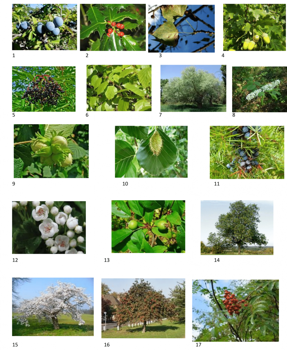 'Know Your Trees' quiz pictures