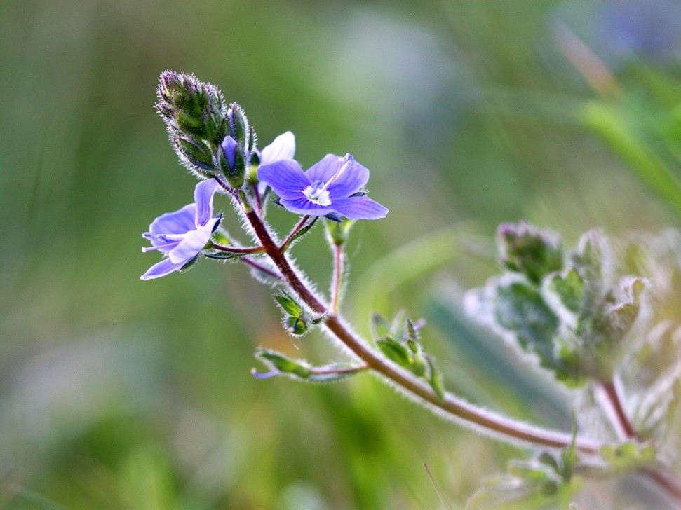 Germander Speedwell