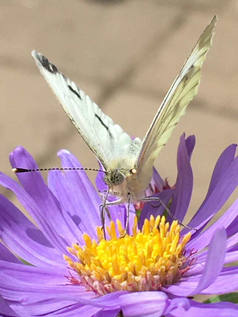 Green-veined white butterfly