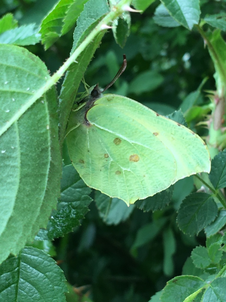 Brimstone butterfly